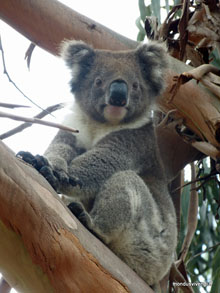 Koala - Australie